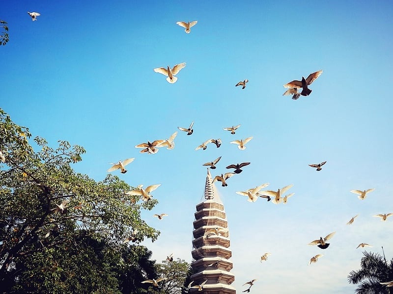 Bird Tricks for Surviving Life in the Big City: Have Big Brains or More Babies
