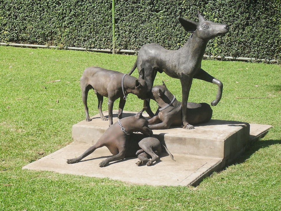 Revered by Aztecs, Mexican Hairless Dog in Style Again in Hipster Era ...