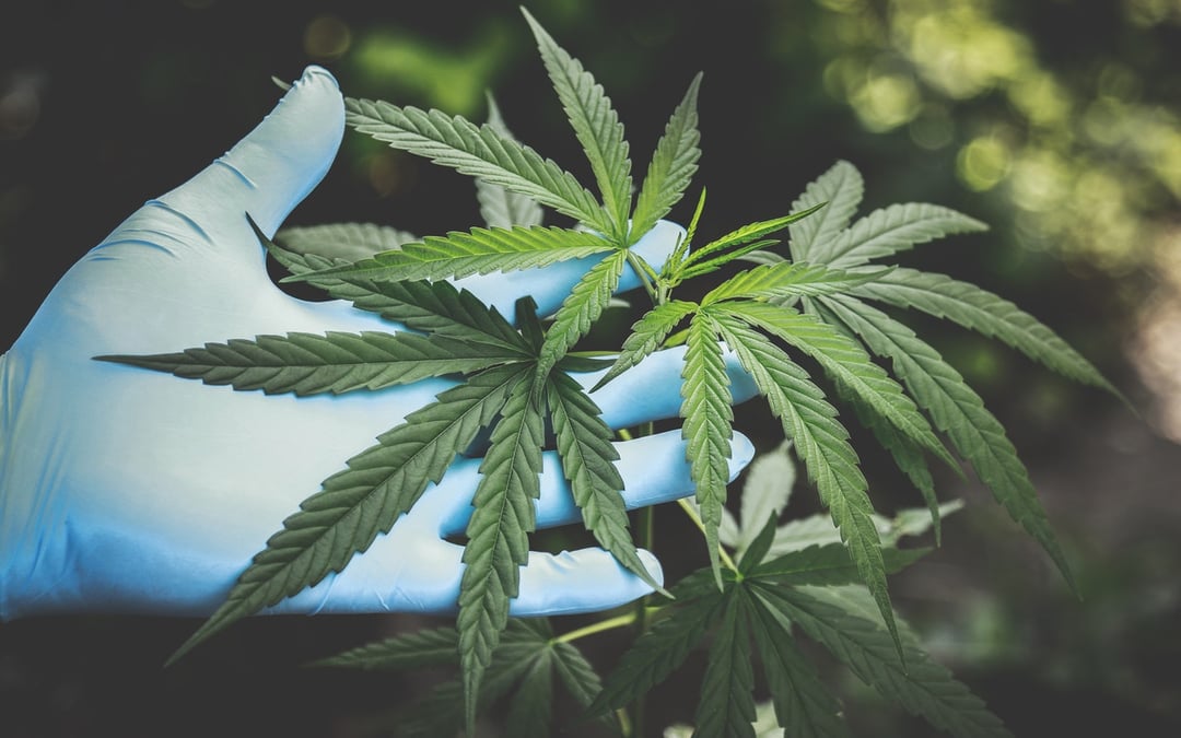 Brazil authorizes medical cannabis cultivation for the first time