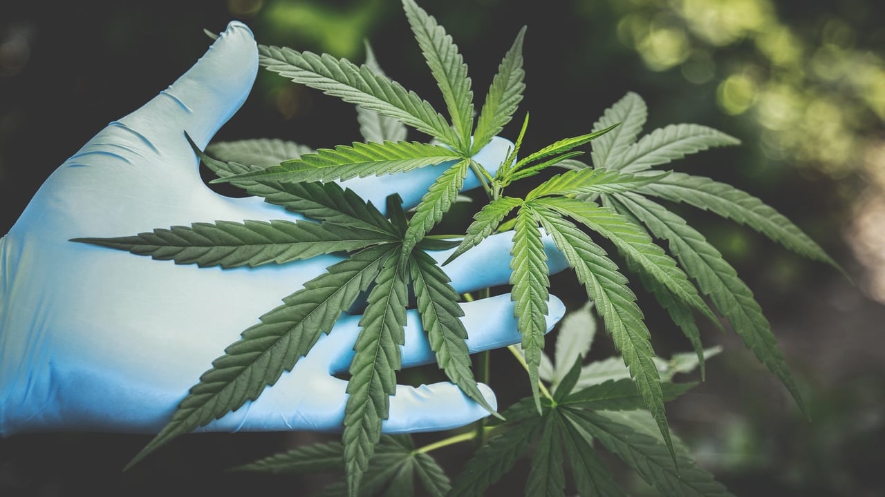 A cannabis plant.