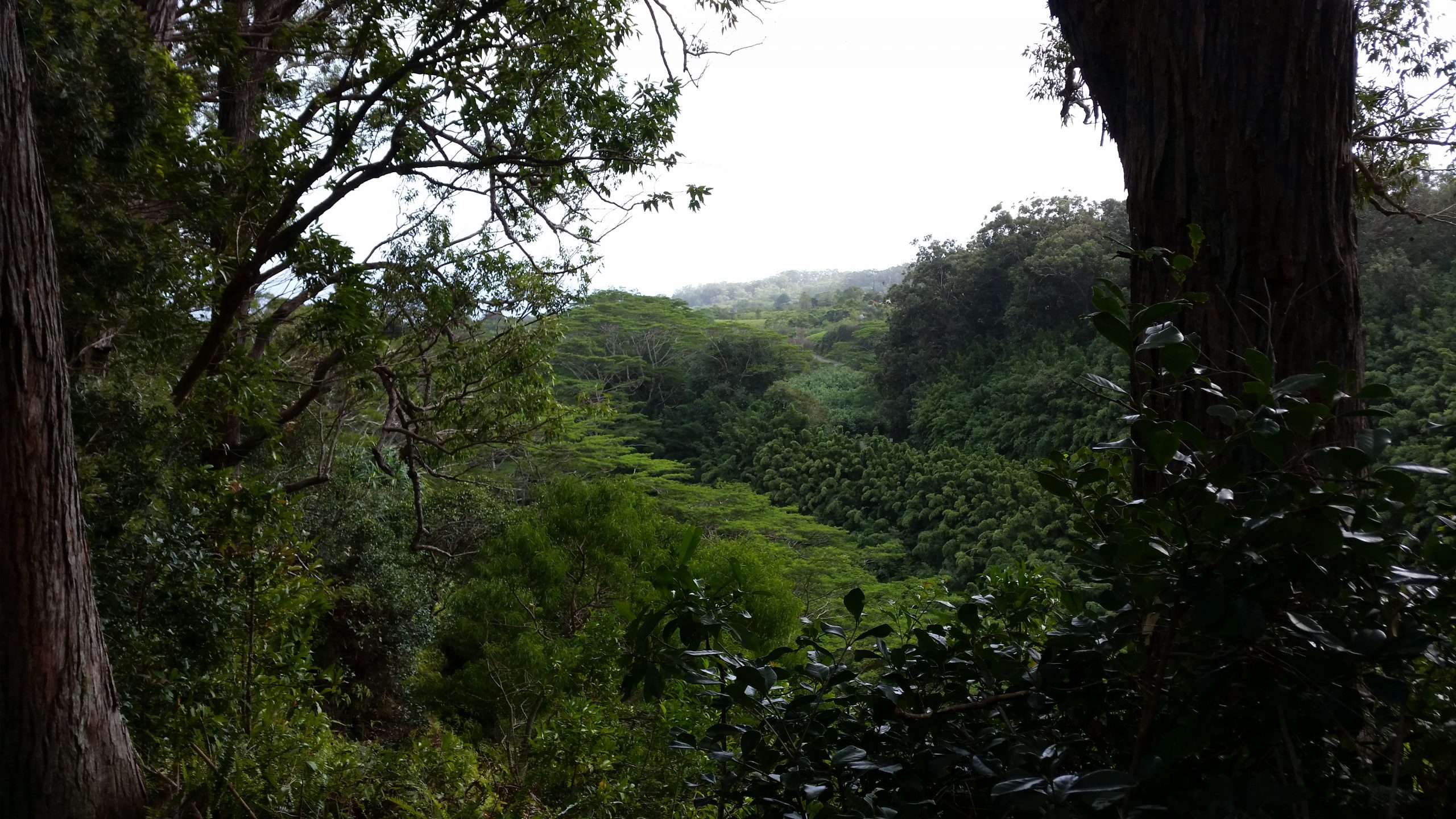 New in Forensics: Using Plants to Find Dead Bodies | Courthouse News ...