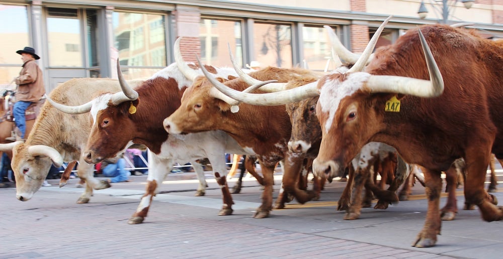 How the West Was Won, According to World’s Largest Cattle Show ...