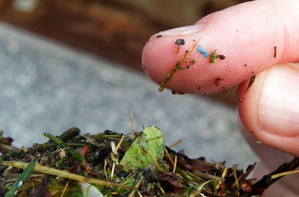 Microplastics invade the gut and change its chemistry