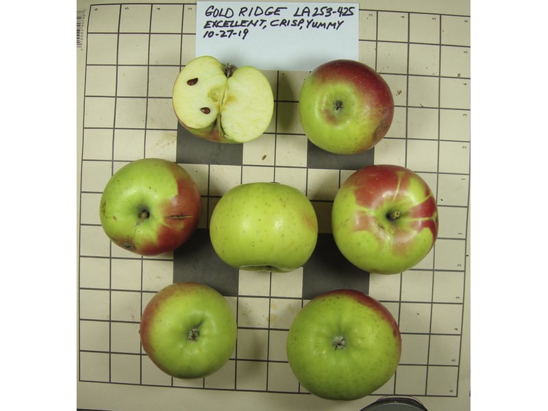 10 Pioneer-Era Apple Types Thought Extinct Found in US West