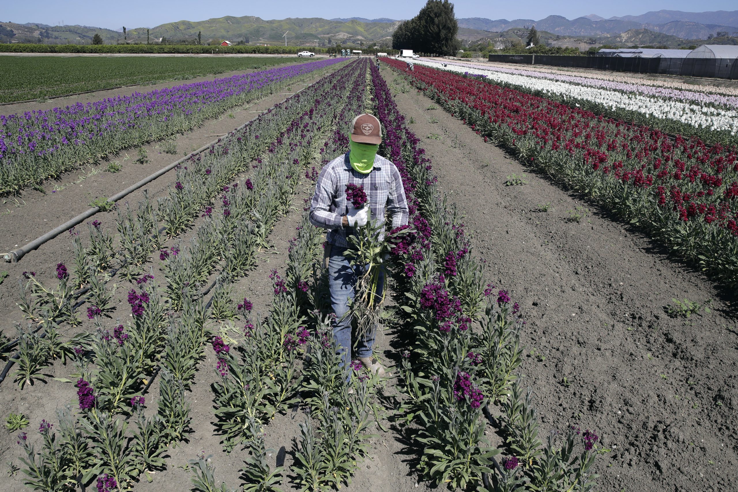 Farm Workers Courthouse News Service allies-centro-de-los-trabajadores