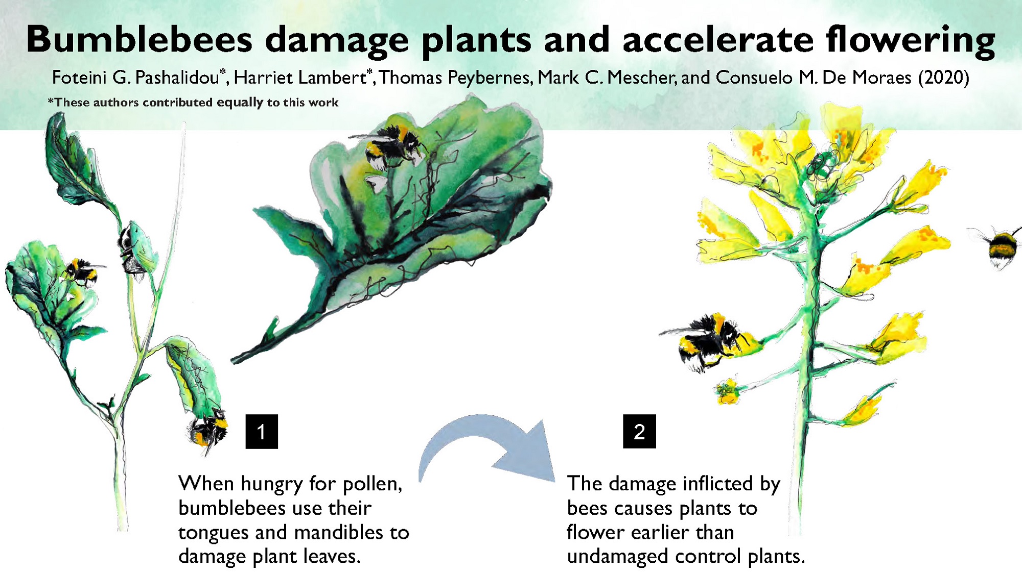 Bumblebees Bite Leaves of Flowerless Plants to Stimulate Earlier Flowering, Biology