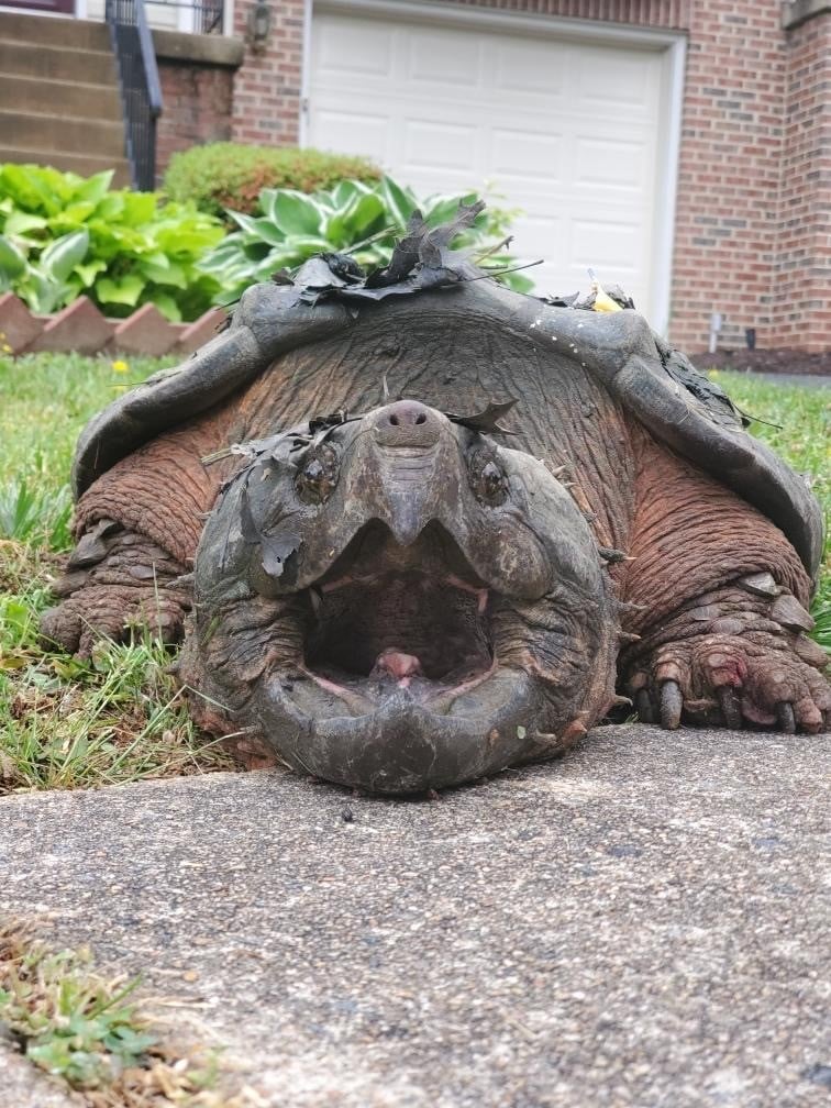Huge snapping turtle inches closer to endangered species protections ...