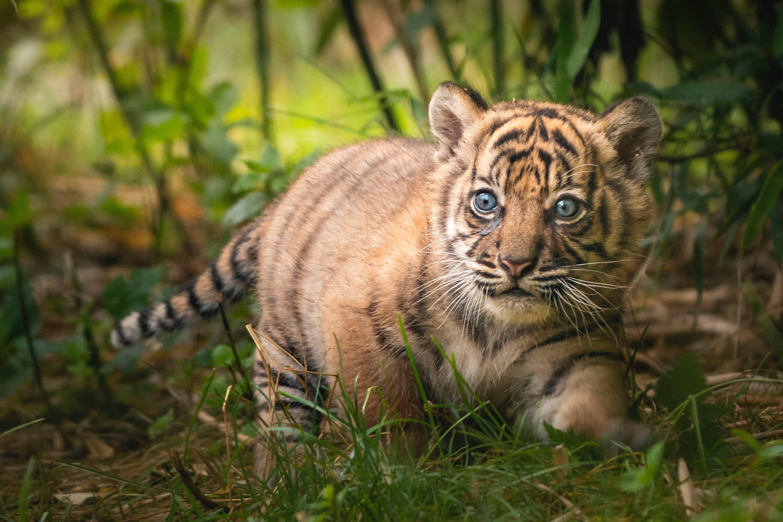 Southeast Asia Losing Tigers as Deadline Looms to Double Population by 2022