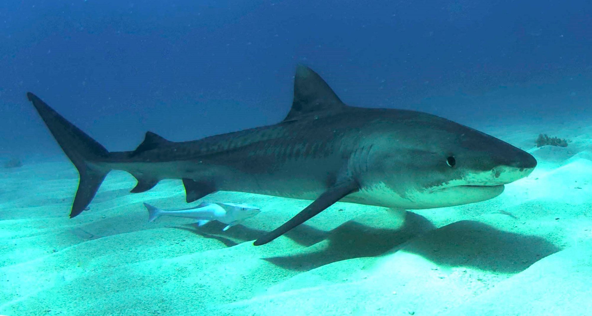 Movement of Tiger Sharks Tracked in Gulf of Mexico