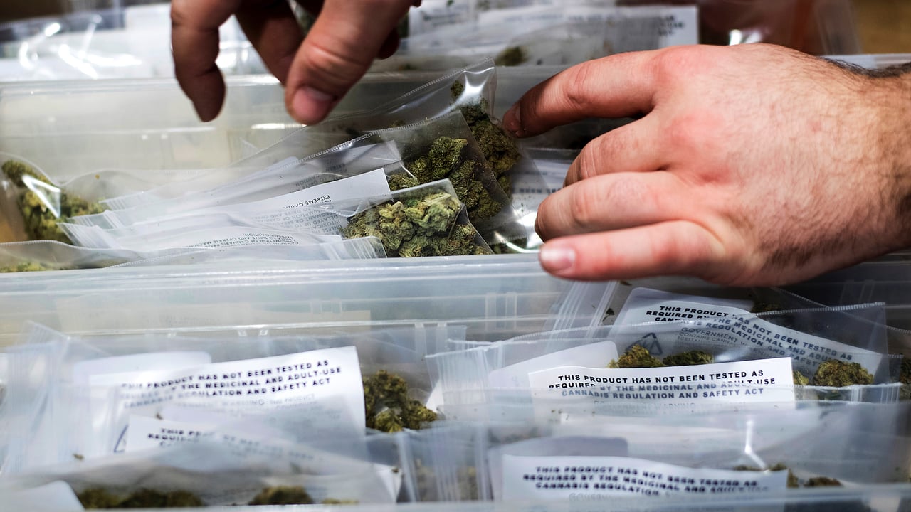 A person looks through plastic bags containing marijuana.