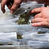 A person looks through plastic bags containing marijuana.