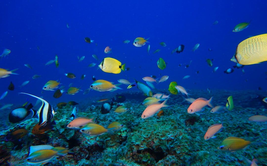Modern marine fish communities formed soon after dinosaur die-off