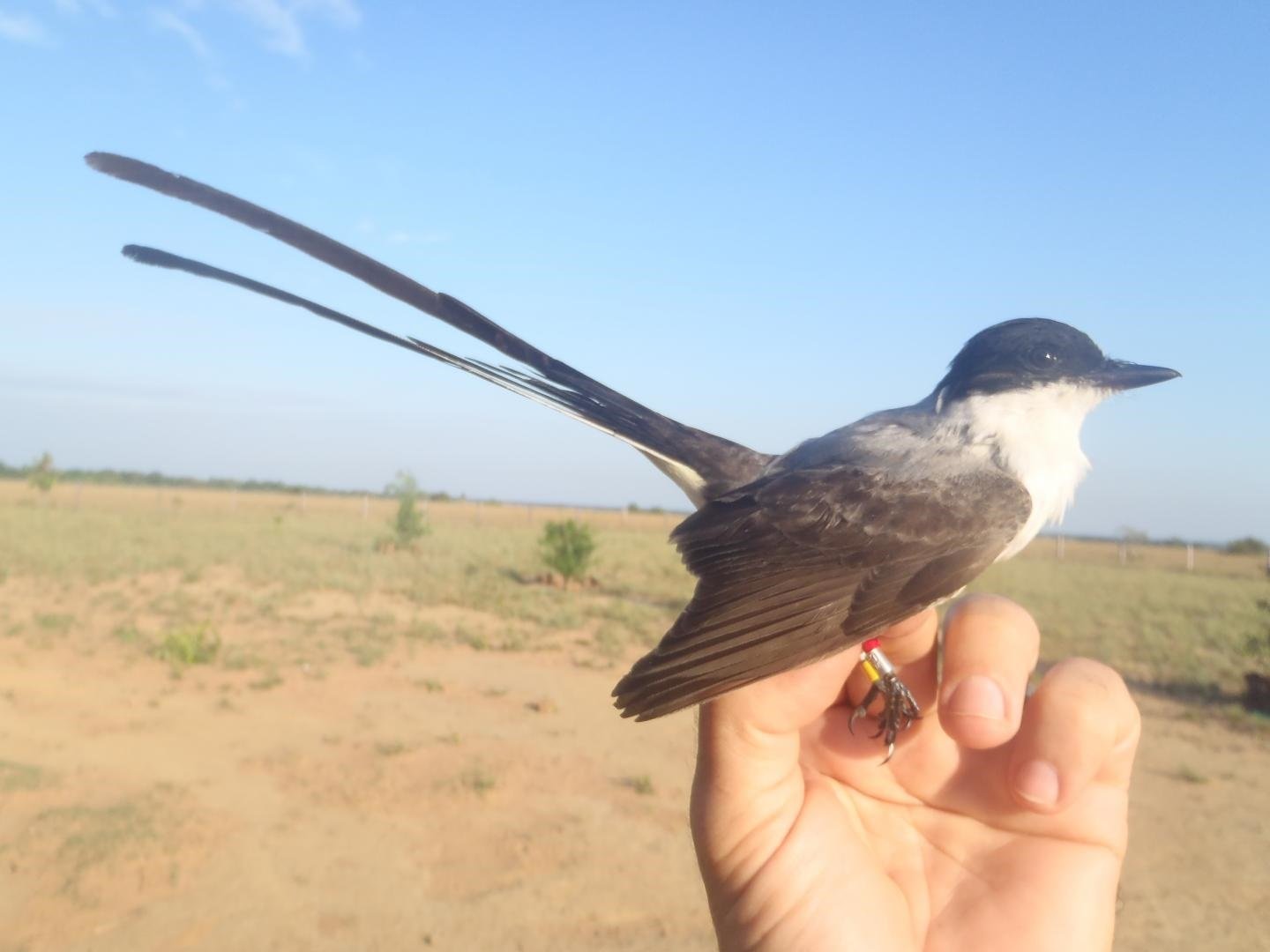 Can Birds Communicate With Other Bird Species: Exploring Avian Talk