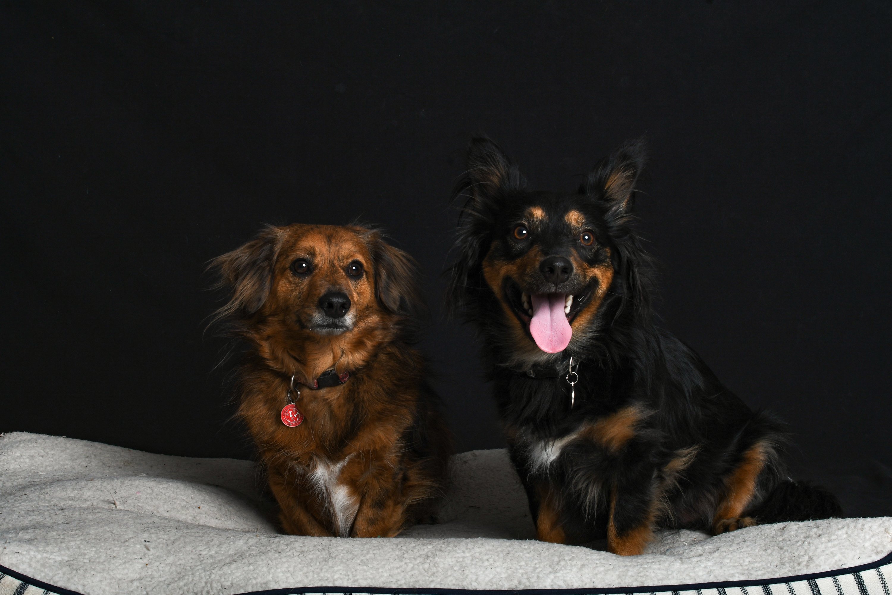 Sidebar The legal jungle of exotic pets Courthouse News Service