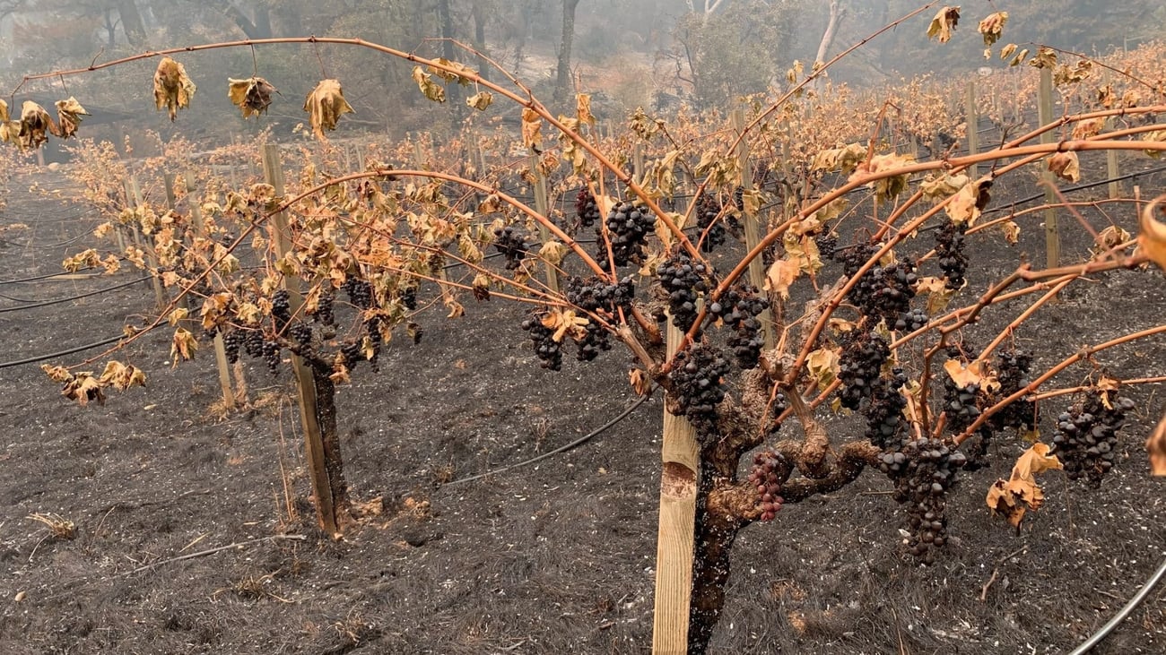 LegalWireDaily — Climate change could redraw California wine country maps