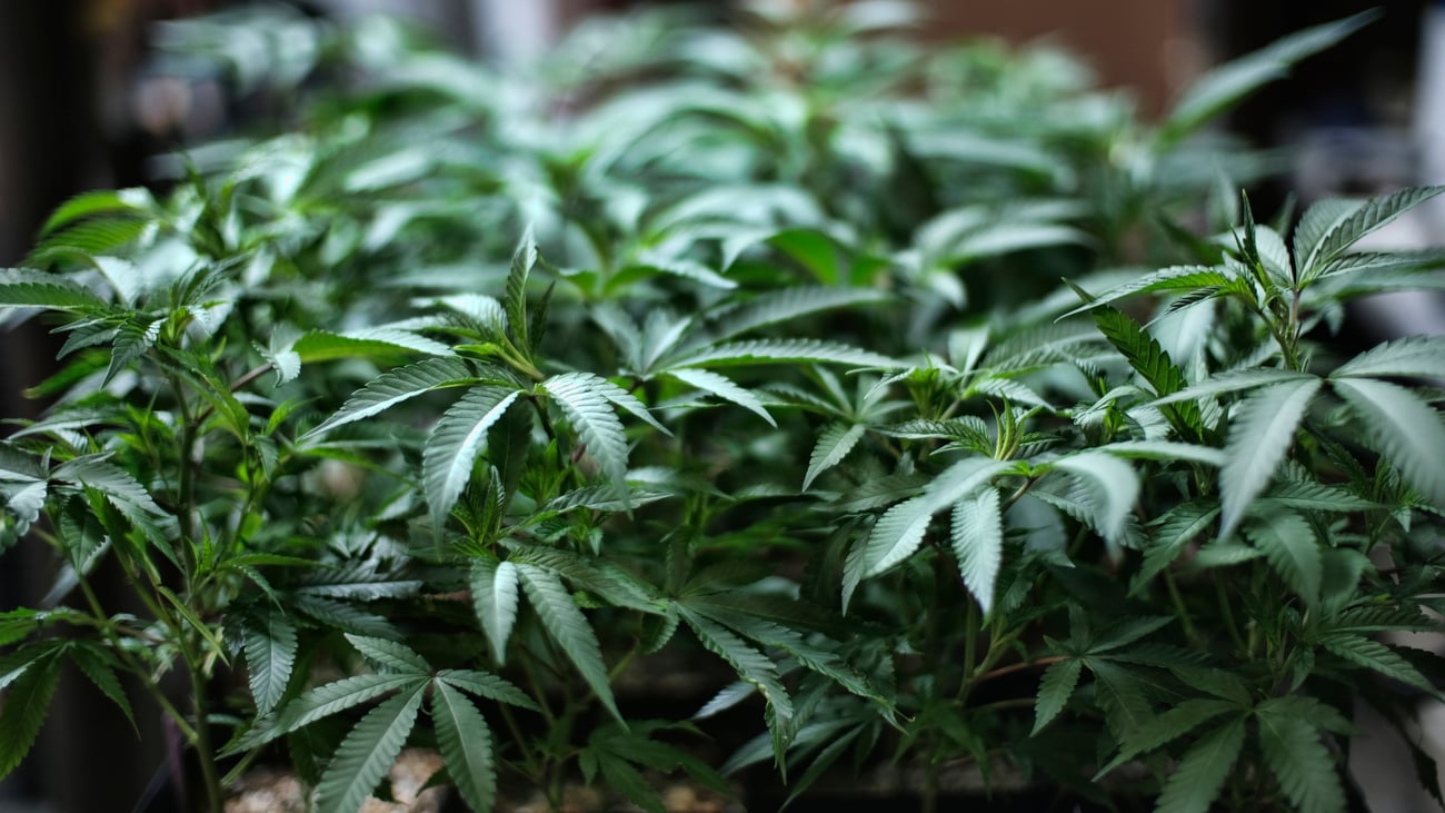 LegalWireDaily — Ex-cops who posed as federal agents to extort marijuana get up to 30 months in prison