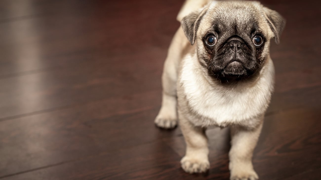 1st Circuit upholds puppy import ban