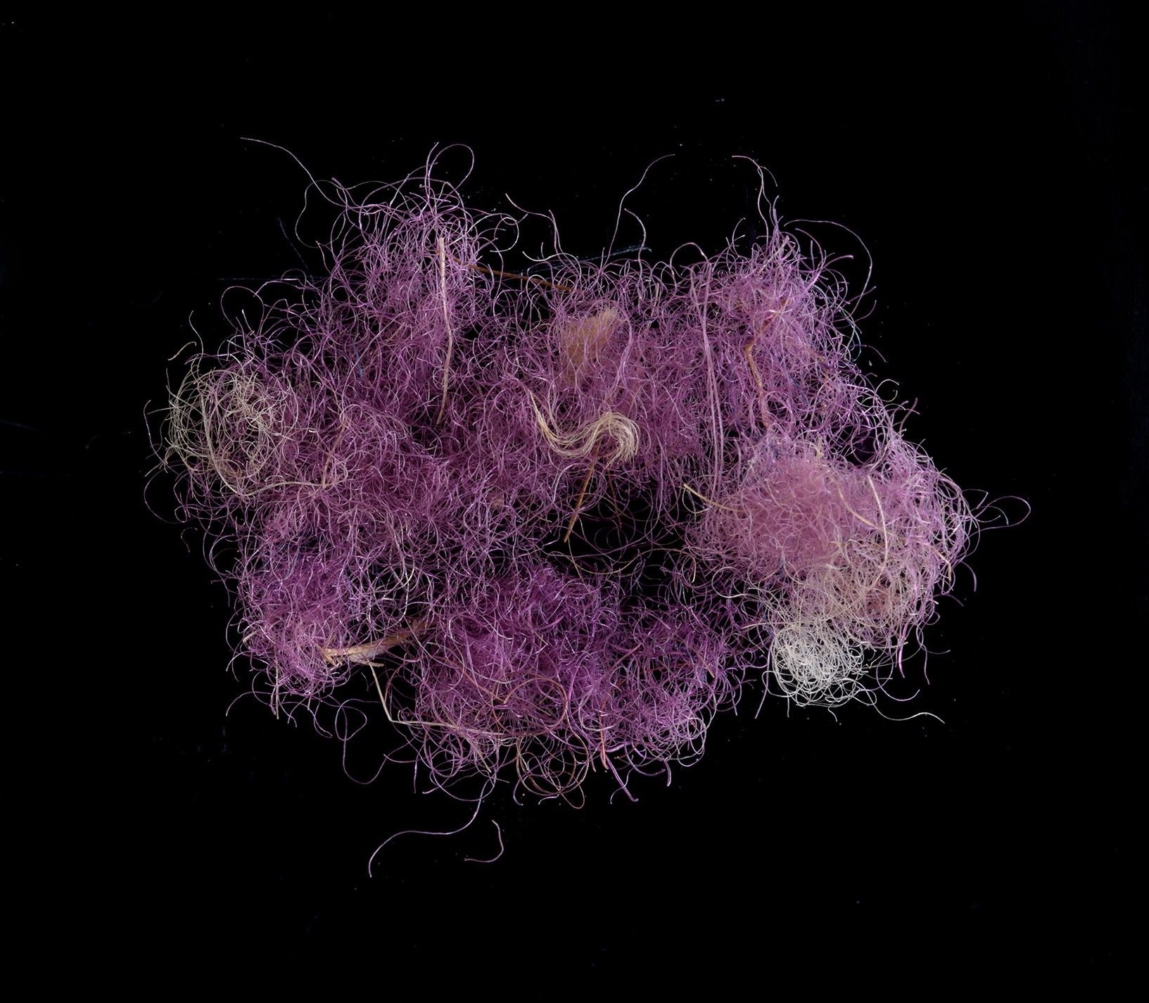 Rare Purple Dye Discovered in Ancient Fabric