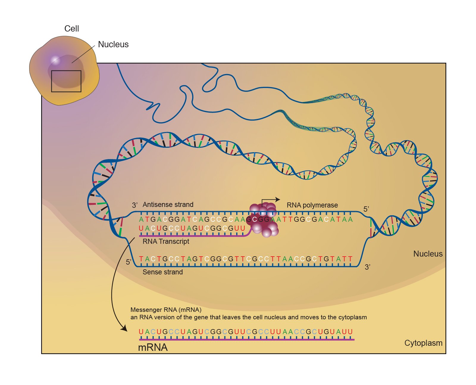 Vaccine Technology: How MRNA Changed the Fight Against Covid-19 ...