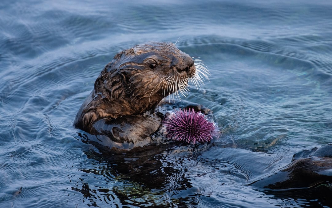 Proximity to people leaves sea otters tainted with ‘forever chemicals’