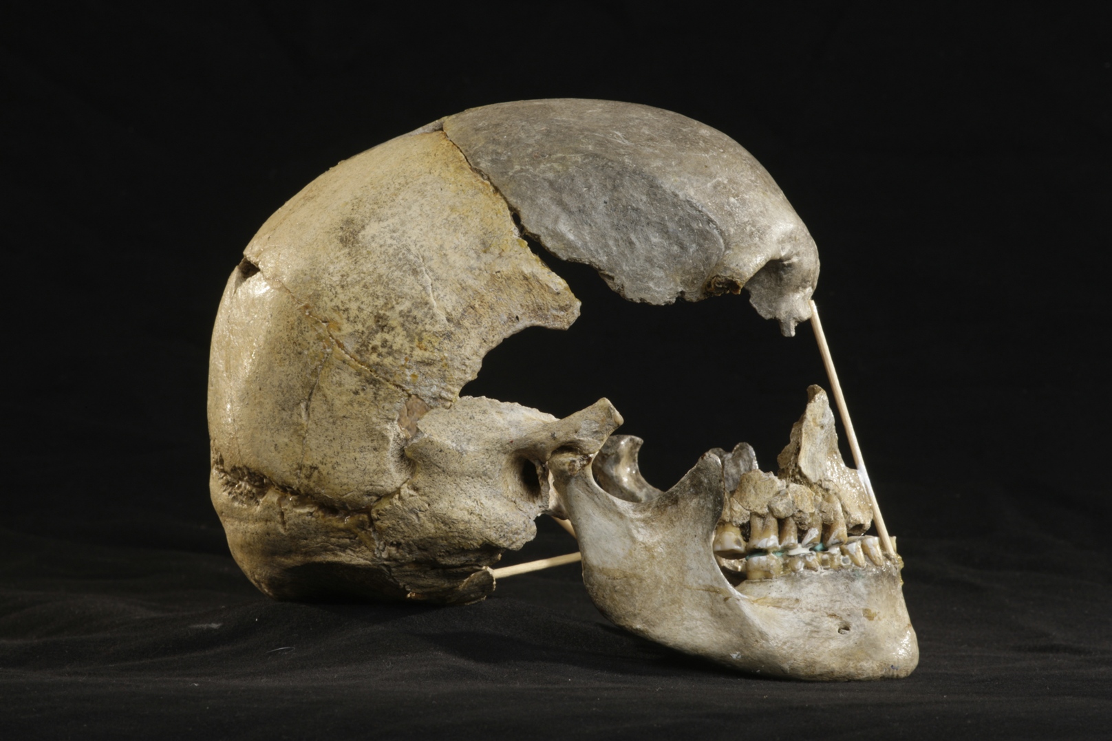 A Skull Bone Discovered in Greece May Alter the Story of Human Prehistory -  The New York Times