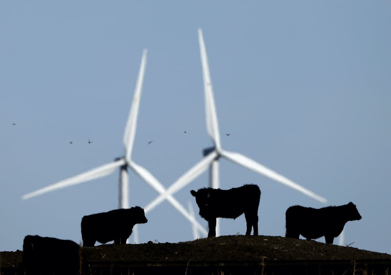 Cattle graze at a wind farm in Kansas.