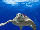 A sea turtle in bright blue water.