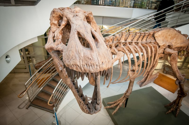 A T. rex skeleton