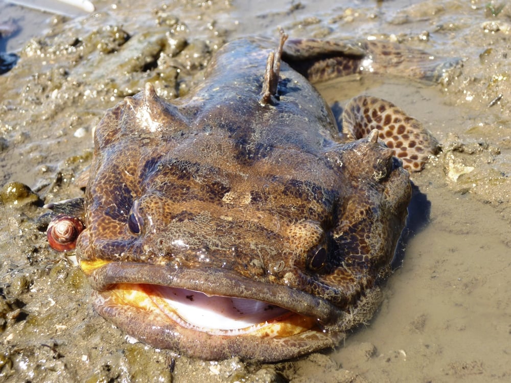Boat Motors Kill the Mood for Portugal's Mating Toadfish, Study Finds
