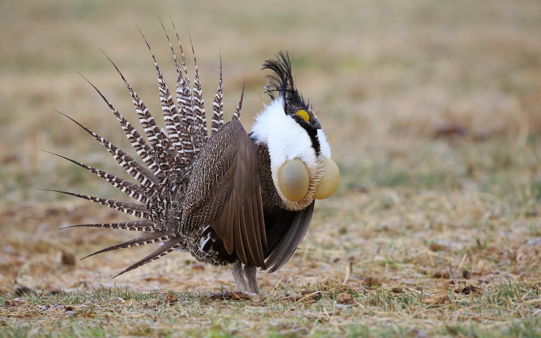 Feds, oil companies defend oil leases on sage grouse habitat