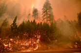 A wildfire burns up a forested hillside.