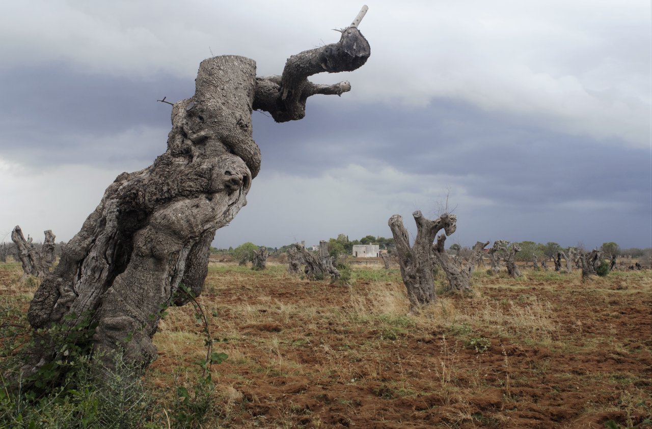 Burning olive trees becomes new reality in southern Italy