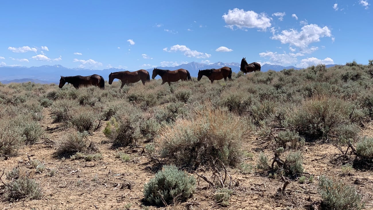 Judge pauses BLM plans to relocate Northern California wild horses