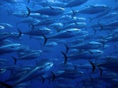 School of bluefin tuna in the Mediterranean Sea