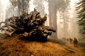 A line of people in firefighting gear walk past a sequoia stump in hazy air.