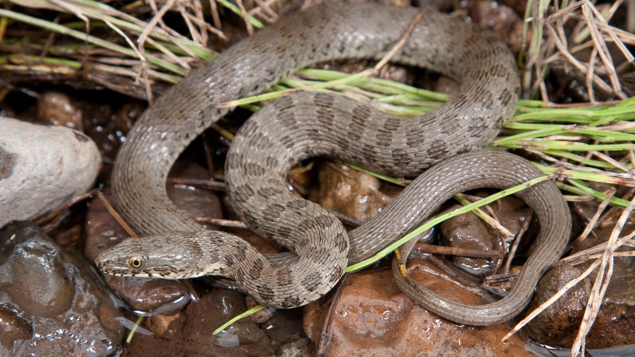 Federal judge affirms habitat reduction for endangered snakes