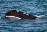 A North Atlantic right whale feeds on the surface of Cape Cod Bay.