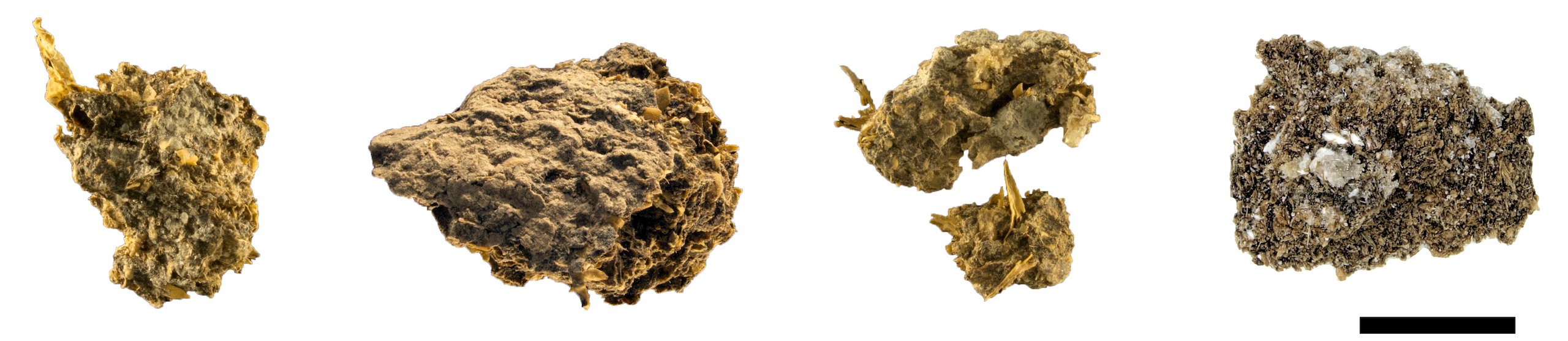 Prehistoric poop shows ancient humans too enjoyed beer, blue cheese ...
