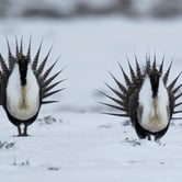 Male sage grouse perform a mating ritual
