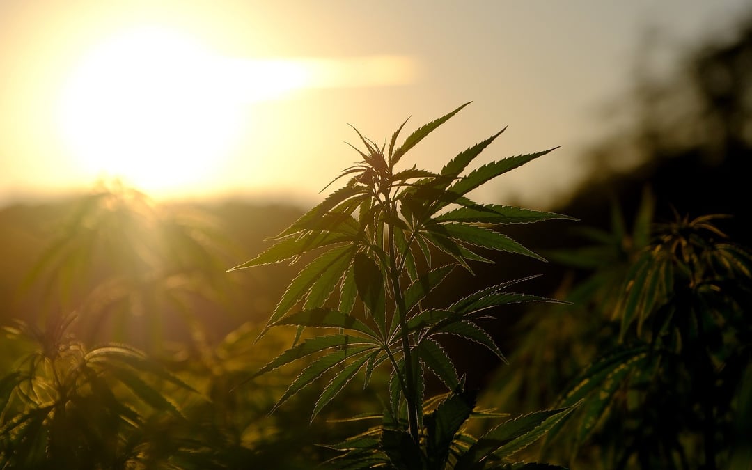 California tribe can proceed with suit over cannabis raids under amended legal theory