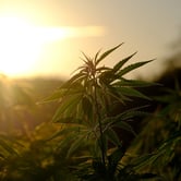 A cannabis plant at sunrise.