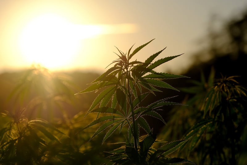 A cannabis plant at sunrise.