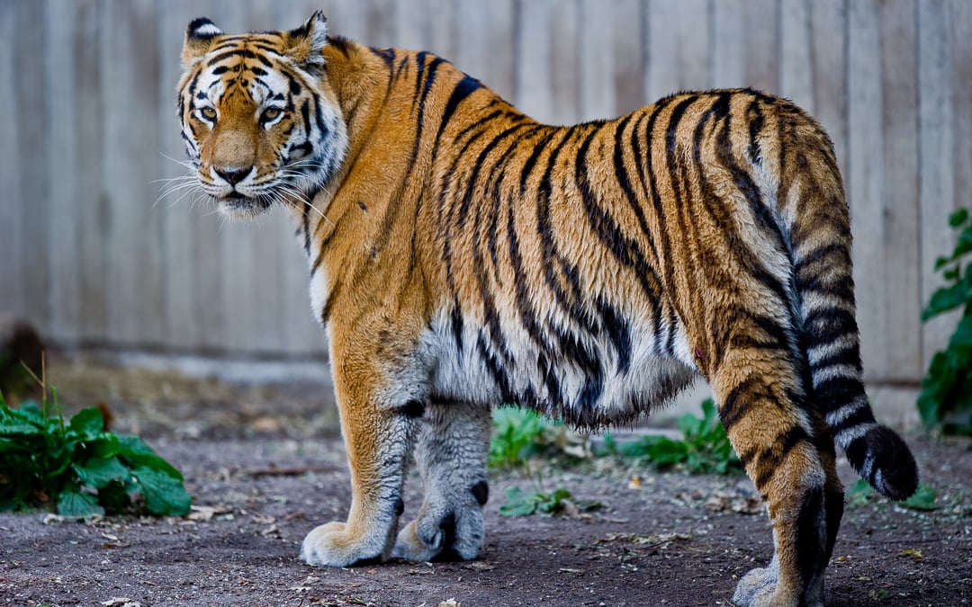 Wild Kingdom trademark