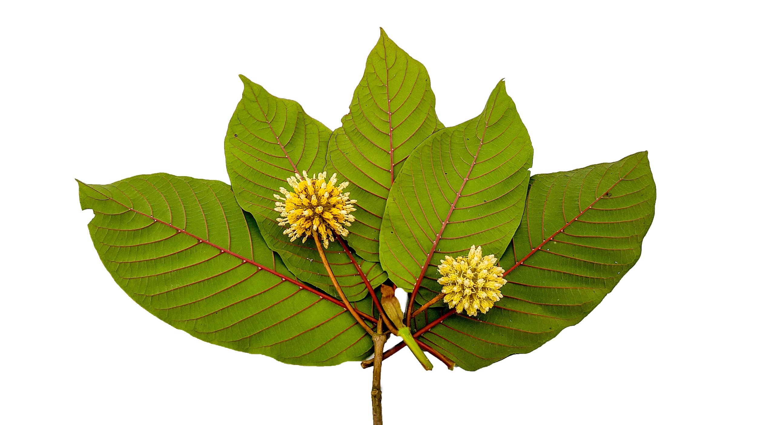 Kratom industry introduces legislation in Congress amid rise in overdose  deaths