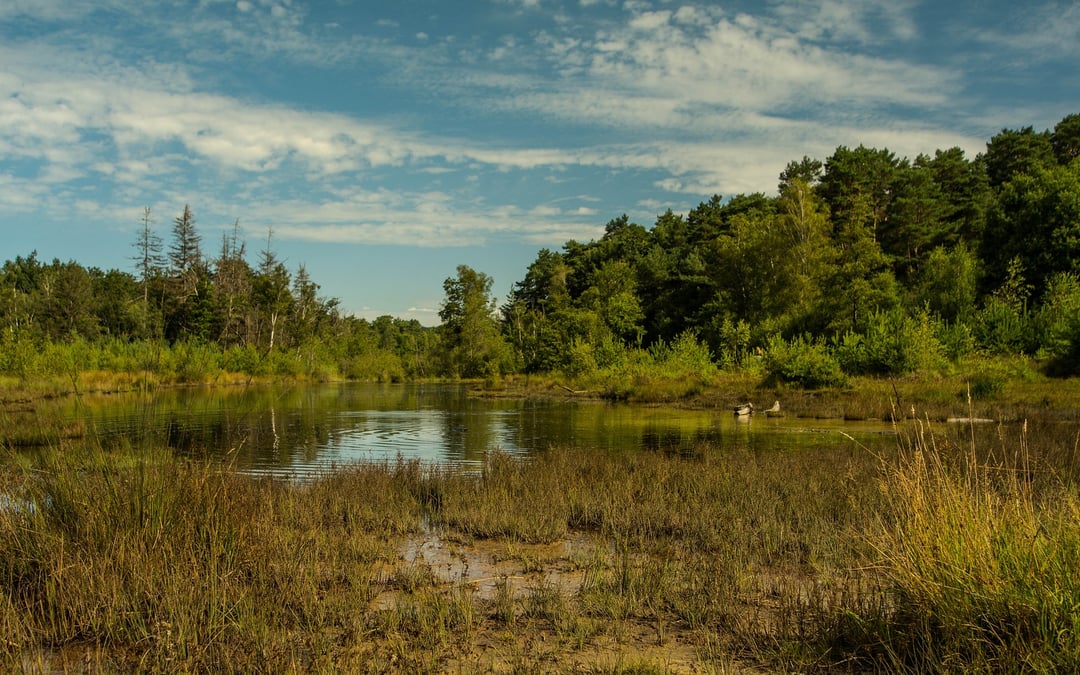 Fight over developer damage to Georgia wetlands returns to 11th Circuit