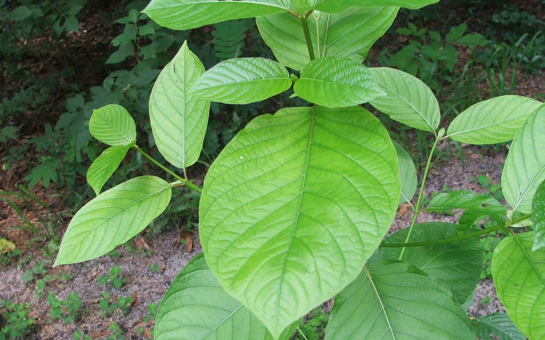Virginia judge ushers in fraud claims against nation’s leading kratom distributors