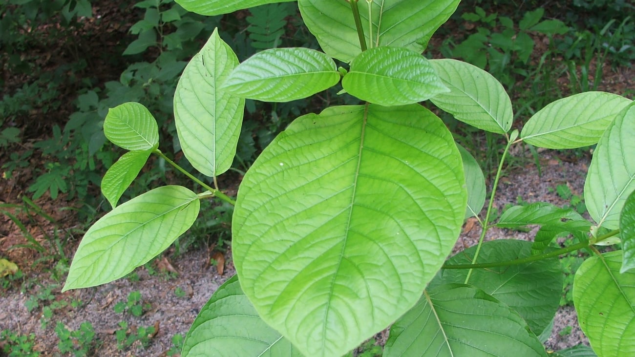 LegalWireDaily — Virginia judge ushers in fraud claims against nation’s leading kratom distributors