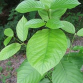 A kratom plant.