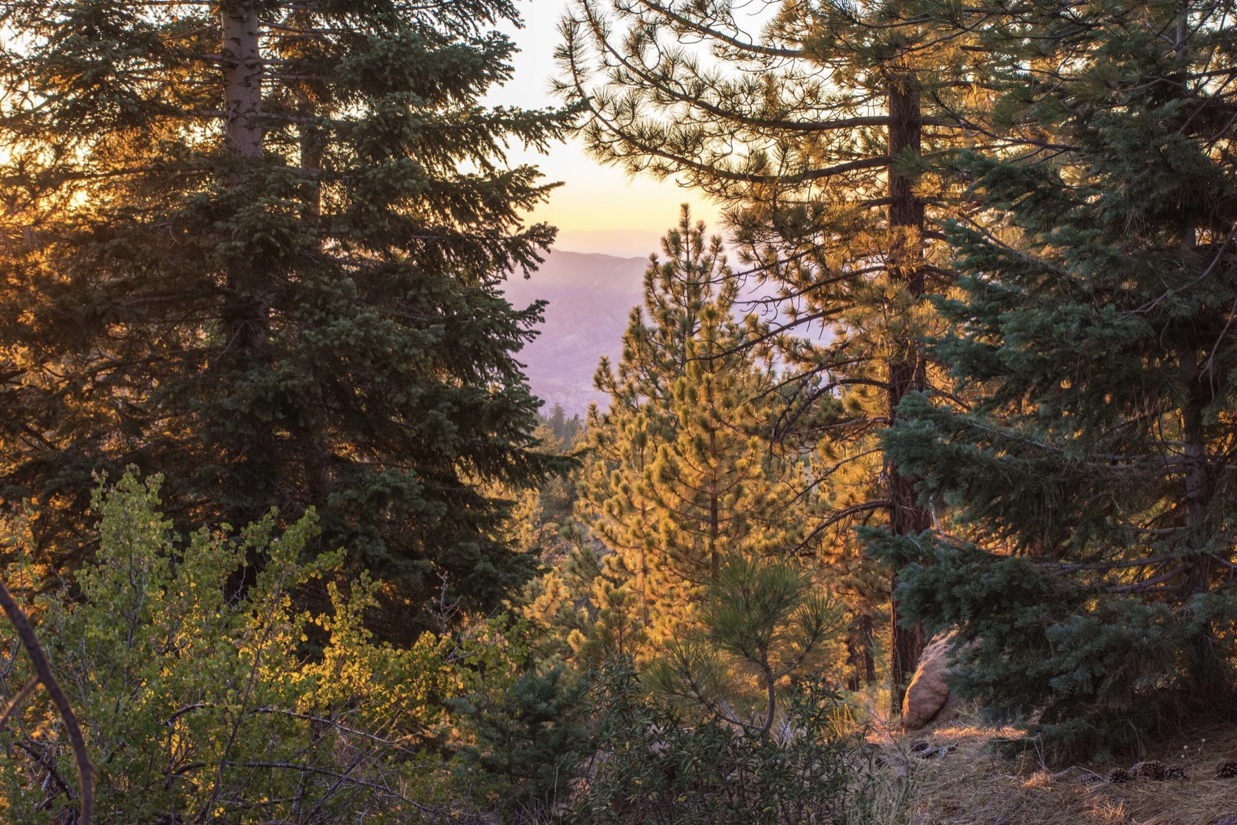 Ninth Circuit rebuffs challenge to Southern California forest thinning project