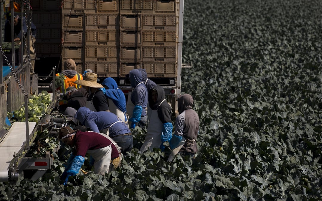 Farm workers group sues federal government over illegal stops, arrests